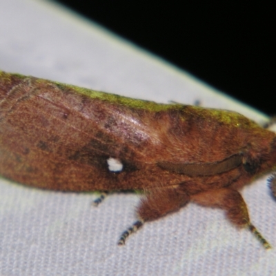 Opsirhina lechriodes (Opsirhina lechriodes) at Sheldon, QLD - 15 Dec 2007 by PJH123