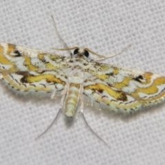 Parapoynx diminutalis (A Crambid moth) at Sheldon, QLD - 15 Dec 2007 by PJH123