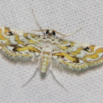 Parapoynx diminutalis (A Crambid moth) at Sheldon, QLD - 15 Dec 2007 by PJH123