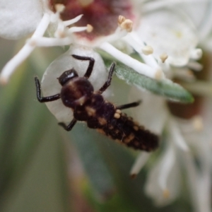 Cleobora mellyi at Murrumbateman, NSW - 18 Dec 2023 02:22 PM