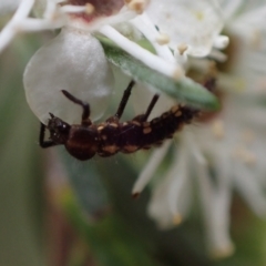 Cleobora mellyi at Murrumbateman, NSW - 18 Dec 2023