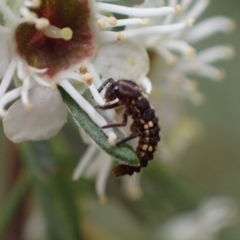 Cleobora mellyi at Murrumbateman, NSW - 18 Dec 2023