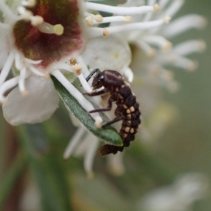 Cleobora mellyi at Murrumbateman, NSW - 18 Dec 2023 02:22 PM