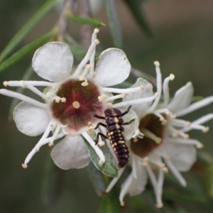 Cleobora mellyi at Murrumbateman, NSW - 18 Dec 2023 02:22 PM