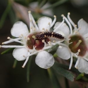 Cleobora mellyi at Murrumbateman, NSW - 18 Dec 2023 02:22 PM