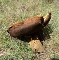 Phlebopus marginatus (Giant Bolete) at Belconnen, ACT - 18 Dec 2023 by SteveBorkowskis