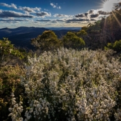 Gaudium namadgiense (Namadgi Tea-tree) at Yaouk, NSW - 15 Dec 2023 by trevsci