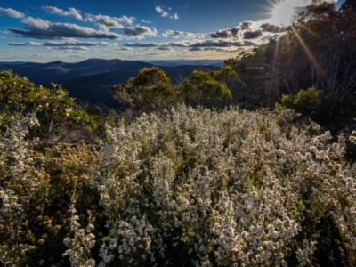 Gaudium namadgiense (Namadgi Tea-tree) at Scabby Range Nature Reserve - 15 Dec 2023 by trevsci