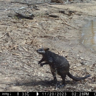 Wallabia bicolor (Swamp Wallaby) at Suttons Dam - 20 Nov 2023 by KL