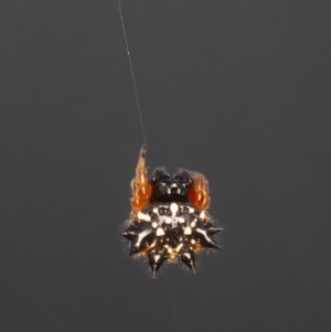 Austracantha minax at Murrumbateman, NSW - 18 Dec 2023