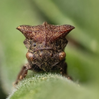 Acanthuchus trispinifer (Three-horned treehopper) at Murrumbateman, NSW - 18 Dec 2023 by amiessmacro