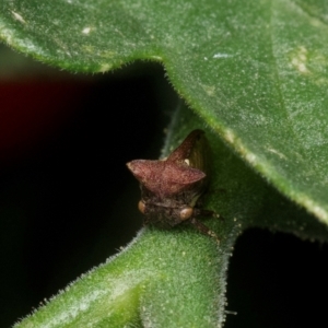 Acanthuchus trispinifer at Murrumbateman, NSW - 18 Dec 2023