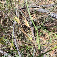 Themeda triandra (Kangaroo Grass) at Watson, ACT - 18 Dec 2023 by abread111