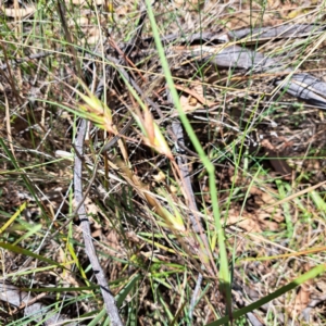 Themeda triandra at Mount Majura - 18 Dec 2023 11:40 AM