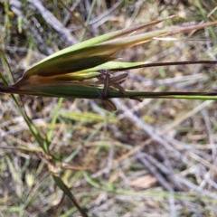 Themeda triandra at Mount Majura - 18 Dec 2023 11:40 AM