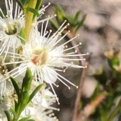 Kunzea ambigua (White Kunzea) at Oakey Hill - 18 Dec 2023 by GregC