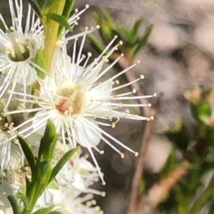 Kunzea ambigua at Oakey Hill - 18 Dec 2023