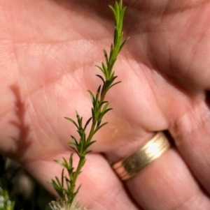 Kunzea ambigua at Oakey Hill - 18 Dec 2023