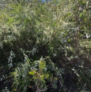 Kunzea ambigua at Oakey Hill - 18 Dec 2023