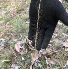 Austrostipa scabra (Corkscrew Grass, Slender Speargrass) at Lyons, ACT - 6 Dec 2023 by GregC
