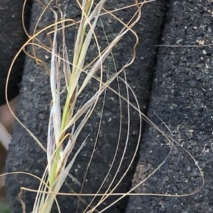 Austrostipa scabra at Oakey Hill - 7 Dec 2023