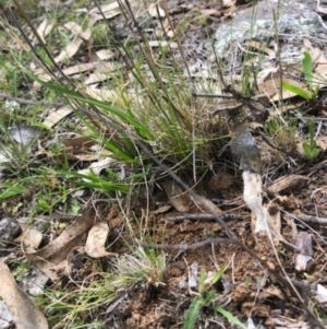 Austrostipa scabra at Oakey Hill - 7 Dec 2023