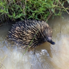Tachyglossus aculeatus (Short-beaked Echidna) at Lower Molonglo - 17 Dec 2023 by SteveBorkowskis