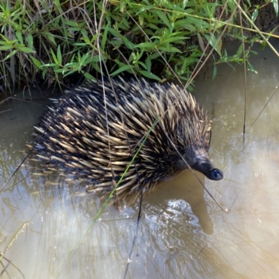 Tachyglossus aculeatus (Short-beaked Echidna) at Belconnen, ACT - 18 Dec 2023 by SteveBorkowskis