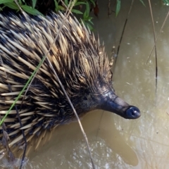 Tachyglossus aculeatus at Lower Molonglo - 18 Dec 2023