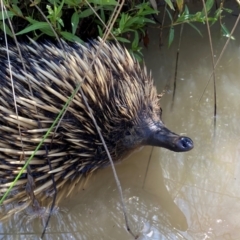 Tachyglossus aculeatus at Lower Molonglo - 18 Dec 2023