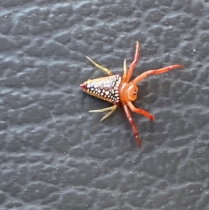 Arkys walckenaeri at Molonglo River Reserve - 18 Dec 2023