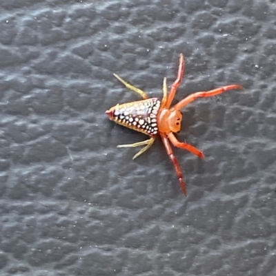 Arkys walckenaeri (Triangle spider) at Lower Molonglo - 18 Dec 2023 by SteveBorkowskis