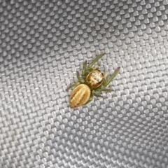 Opisthoncus abnormis (Long-legged Jumper) at Molonglo River Reserve - 18 Dec 2023 by SteveBorkowskis