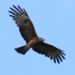 Lophoictinia isura (Square-tailed Kite) at Wingecarribee Local Government Area - 14 Dec 2023 by JanHartog