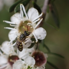 Callohesma calliopsella at Murrumbateman, NSW - 18 Dec 2023 by SimoneC