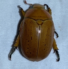 Anoplognathus porosus (Porosus Christmas beetle) at QPRC LGA - 18 Dec 2023 by SteveBorkowskis