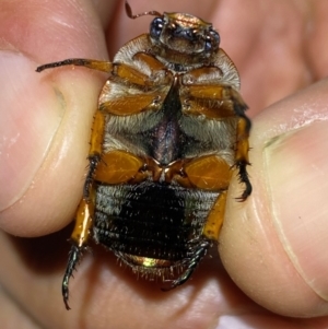 Anoplognathus porosus at QPRC LGA - 18 Dec 2023