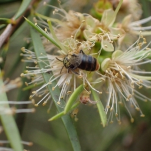 Euryglossa terminata at Murrumbateman, NSW - 18 Dec 2023