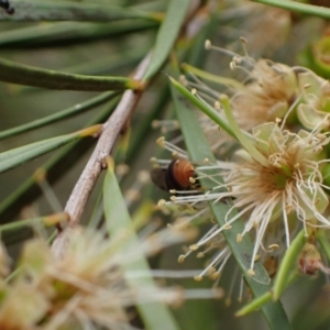 Euryglossa terminata at Murrumbateman, NSW - 18 Dec 2023