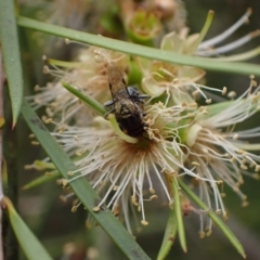 Euryglossa terminata at Murrumbateman, NSW - 18 Dec 2023