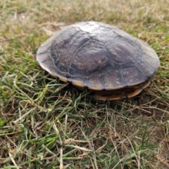 Chelodina longicollis (Eastern Long-necked Turtle) at QPRC LGA - 18 Dec 2023 by MatthewFrawley