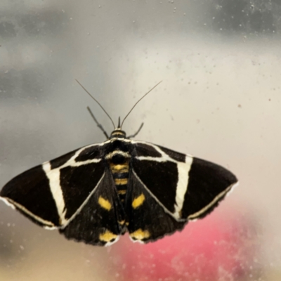 Fodina ostorius (Fodina ostorius) at Surf Beach, NSW - 18 Dec 2023 by Hejor1