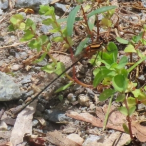 Nososticta solida at Gigerline Nature Reserve - 18 Dec 2023