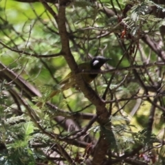 Nesoptilotis leucotis (White-eared Honeyeater) at Gigerline Nature Reserve - 18 Dec 2023 by RodDeb