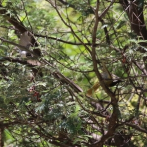 Nesoptilotis leucotis at Gigerline Nature Reserve - 18 Dec 2023