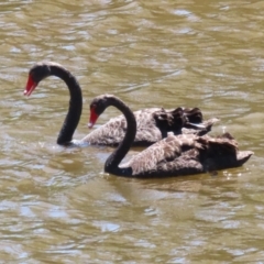 Cygnus atratus (Black Swan) at Gigerline Nature Reserve - 18 Dec 2023 by RodDeb