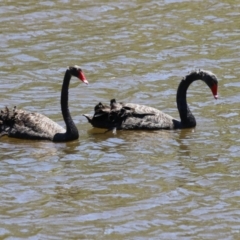 Cygnus atratus at Gigerline Nature Reserve - 18 Dec 2023 11:50 AM