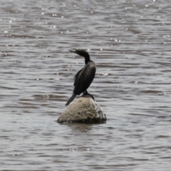 Phalacrocorax sulcirostris (Little Black Cormorant) at Gigerline Nature Reserve - 18 Dec 2023 by RodDeb