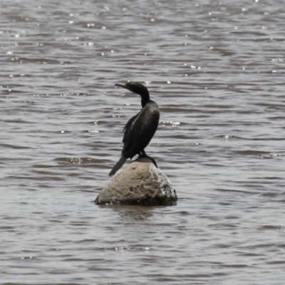 Phalacrocorax sulcirostris (Little Black Cormorant) at Gigerline Nature Reserve - 18 Dec 2023 by RodDeb