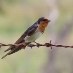 Hirundo neoxena (Welcome Swallow) at Booth, ACT - 18 Dec 2023 by RodDeb